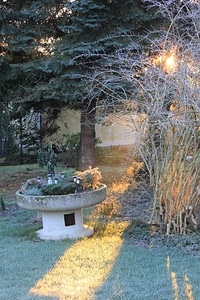 Sunbeam breaks through trees photo