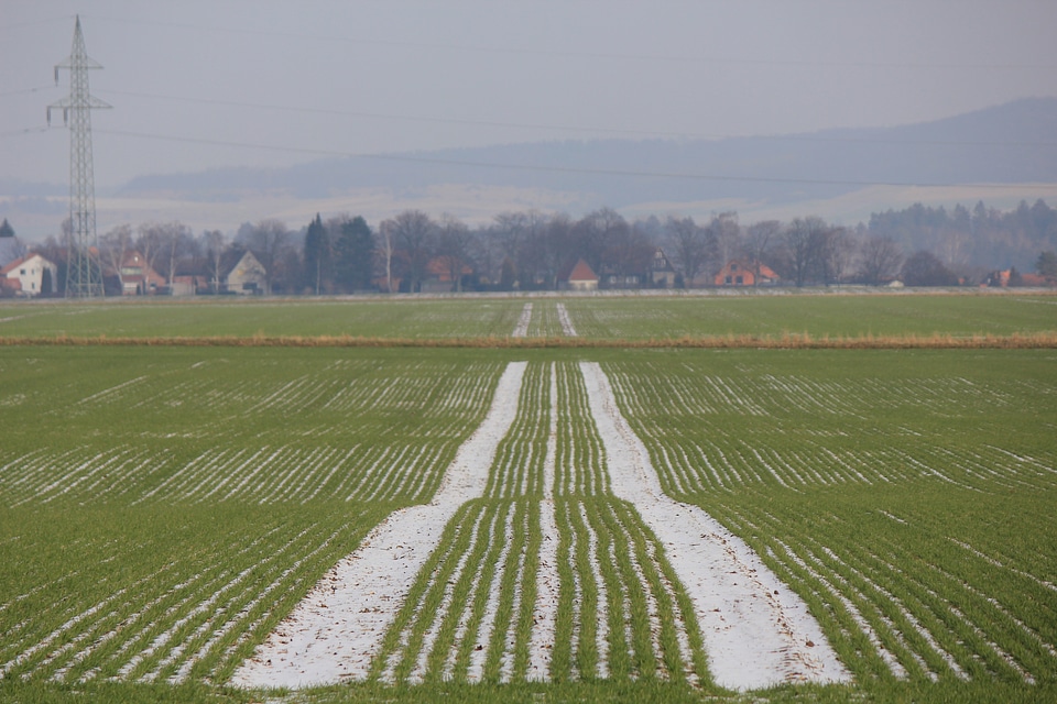 Path through green fields