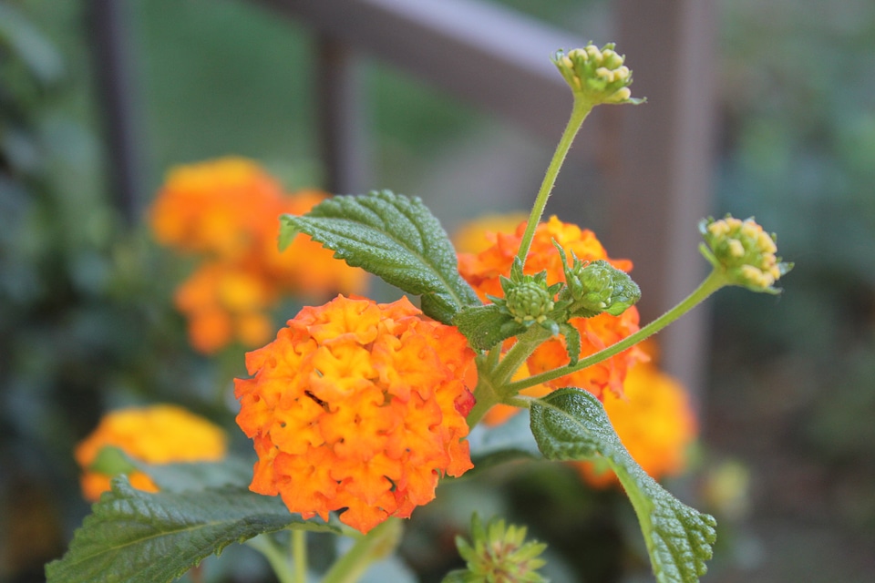 Yellow and orange lantana