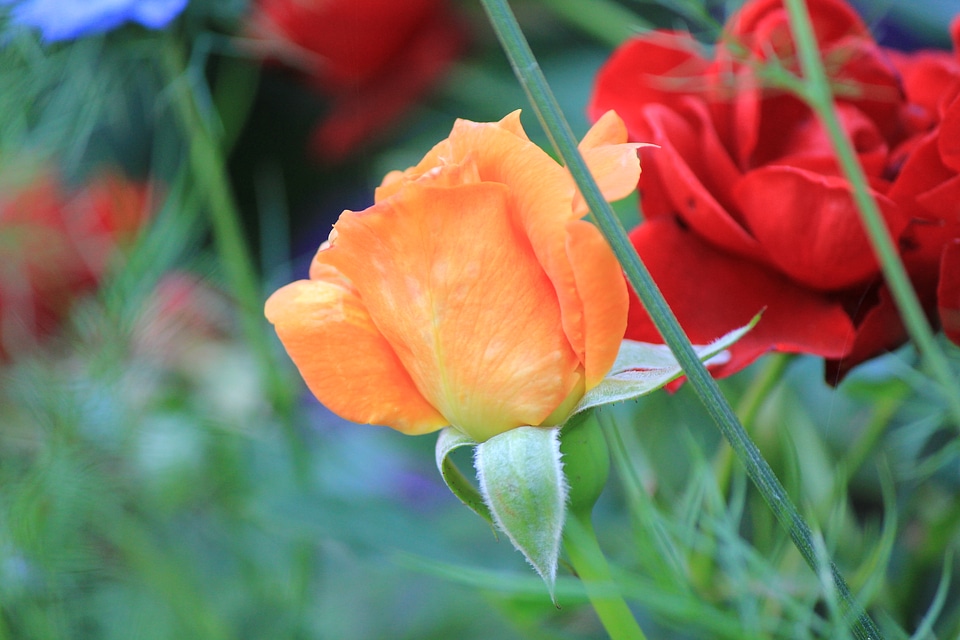 Orange and red rose photo