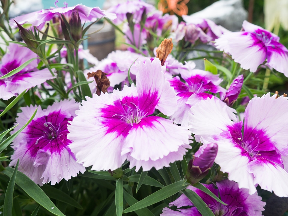 White and Pink Flowers