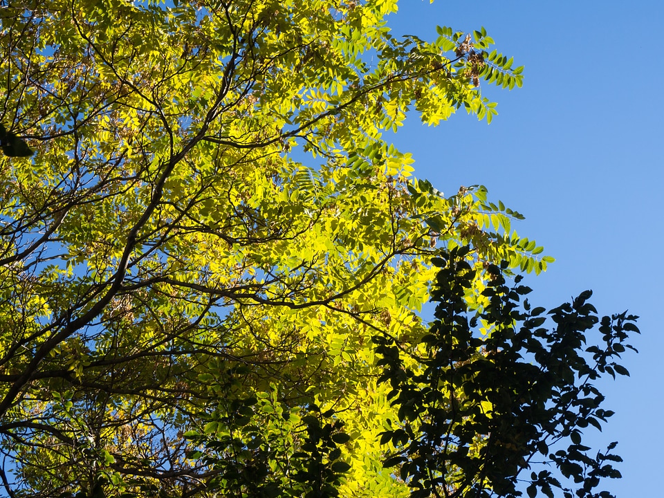 Leaves on Tree with Silhouette