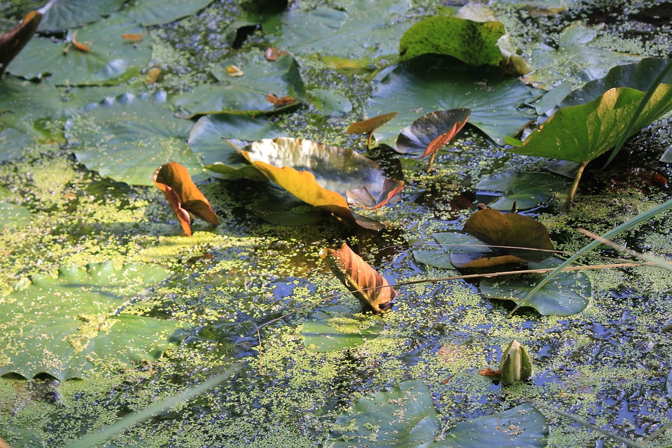 Water lilies and algas