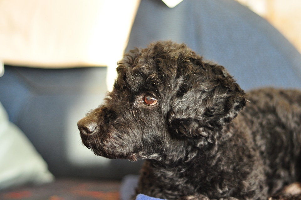 Black poodle mix in detail