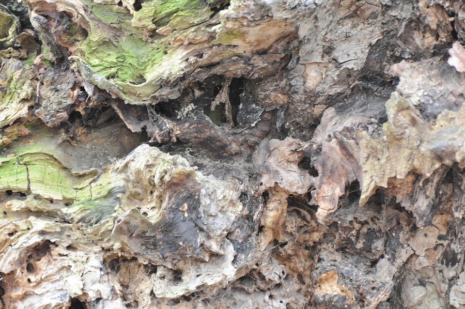 Rotten root wood structure