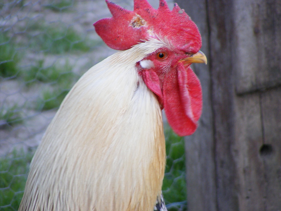 White rooster’s head