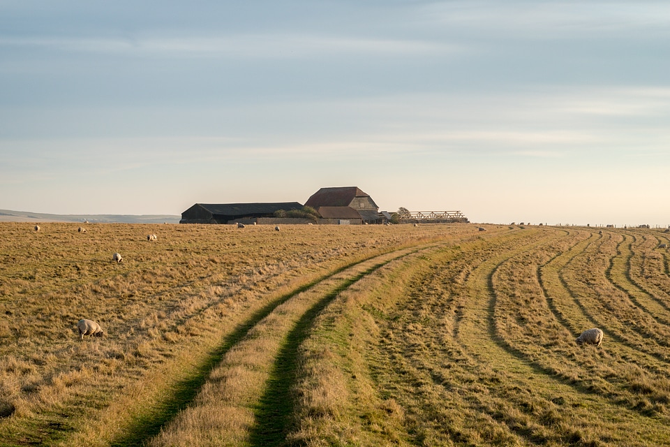 A Farm amid Sheep Pasture