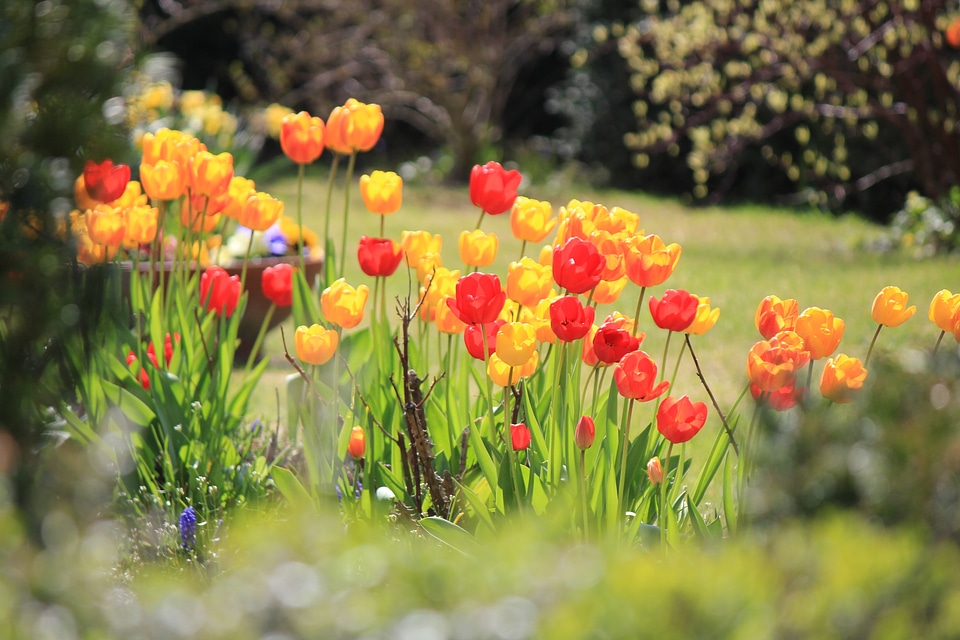 Colorful tulips in garden