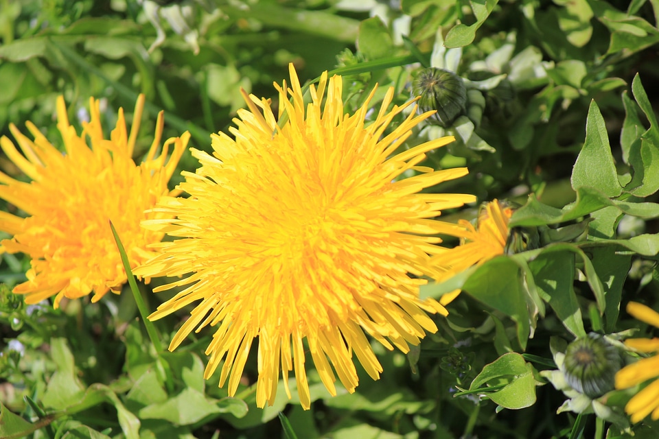 Two yellow dandelions