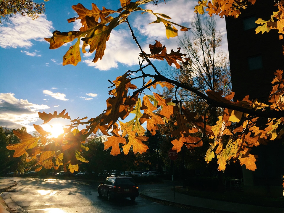 Fall Tree Leaves photo