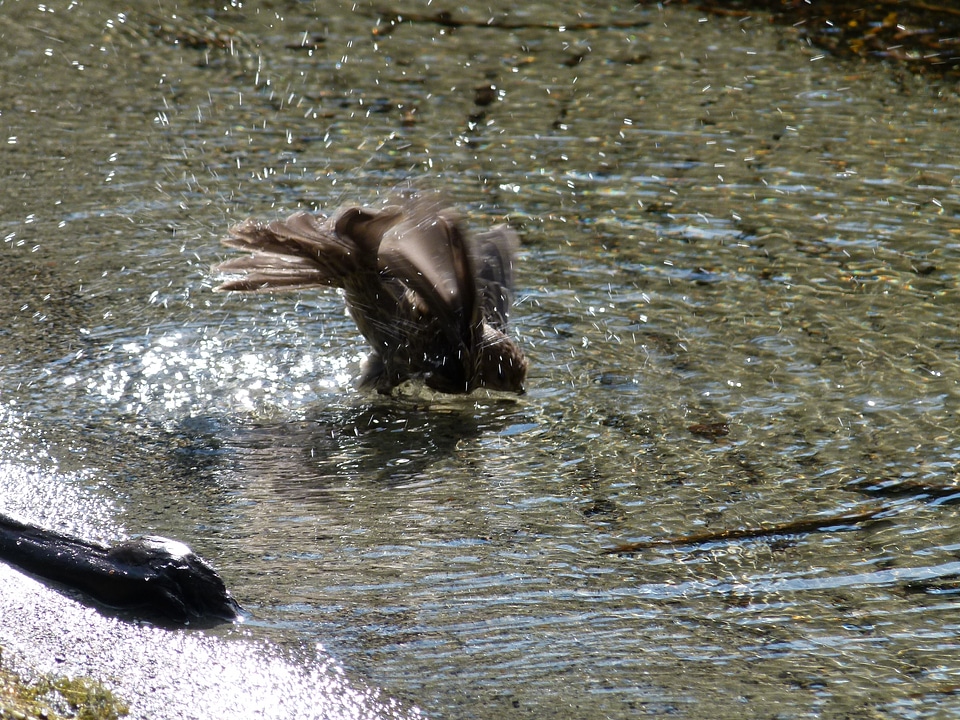 Nature walking water
