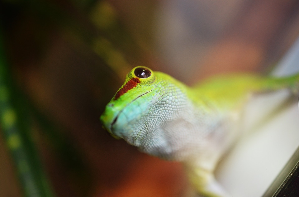 Lizard nature pet
