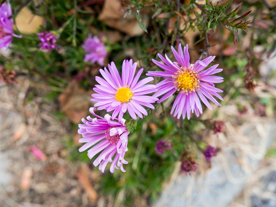 Pink and Yellow Flowers