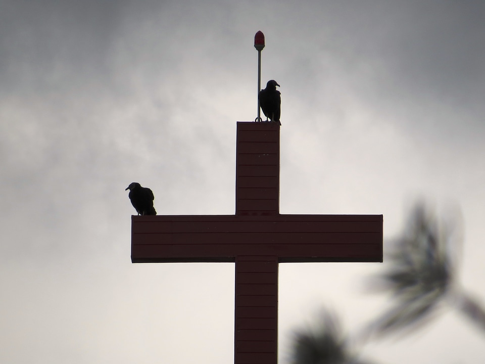 Birds bad weather black and white