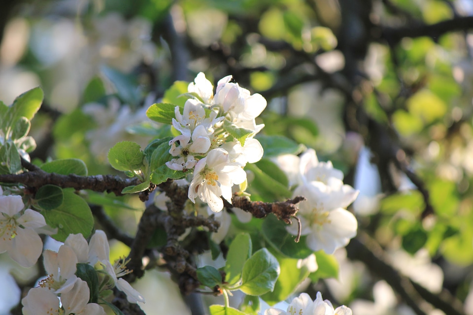 Blossoming apple tree