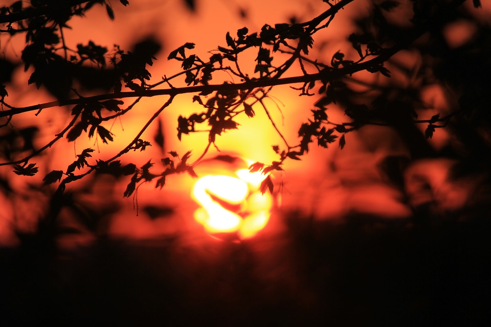 Burning sundown behind trees