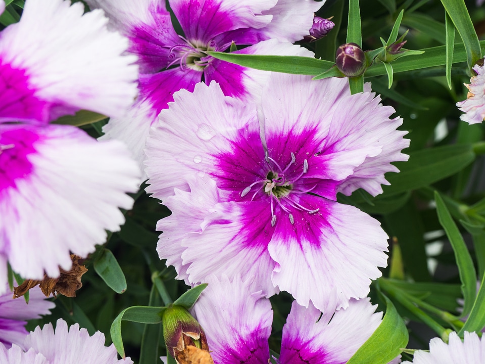 Pink Flowers photo