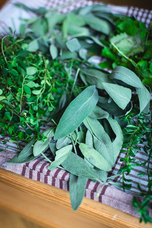 Different kinds of fresh herbs