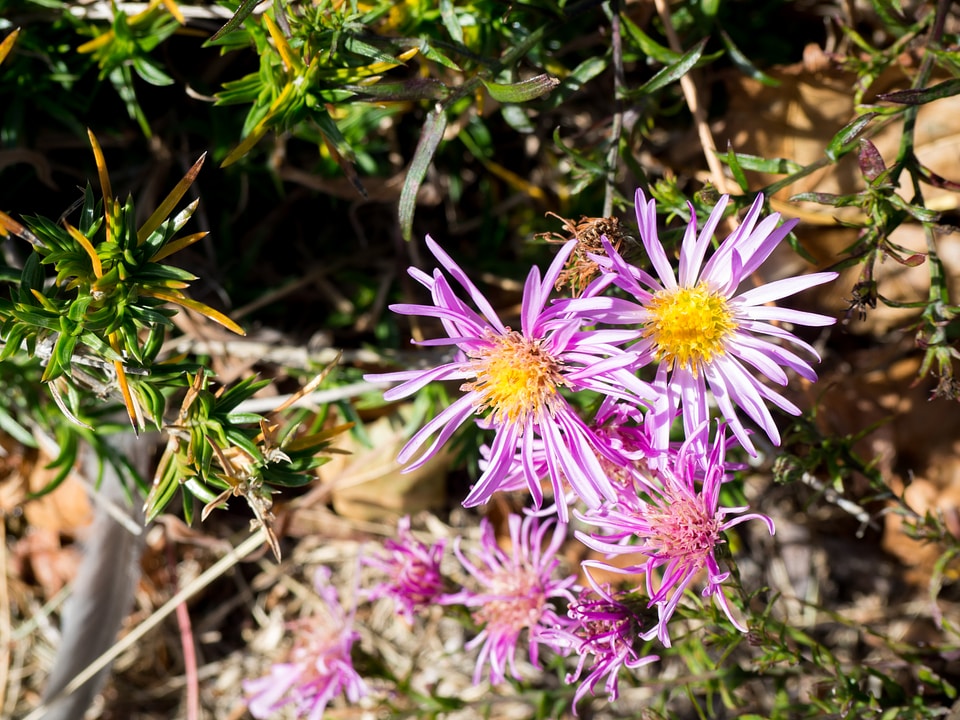 Pink and Yellow Flowers