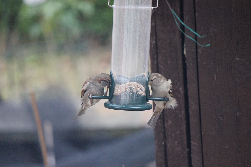 Sparrows eating birdseed