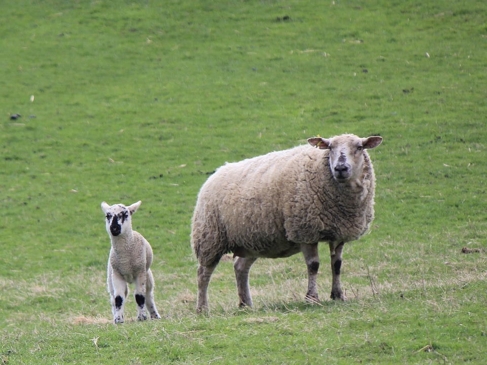 Sheep mother and little lamb