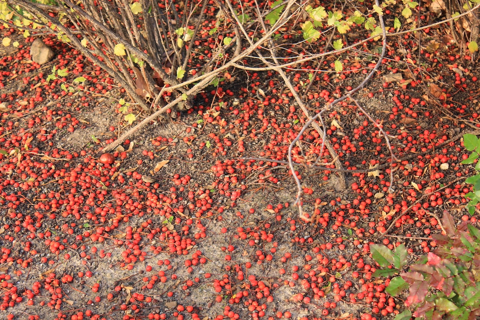 Rowan berries photo