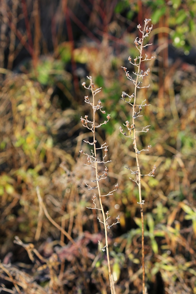 Frosty shrubs