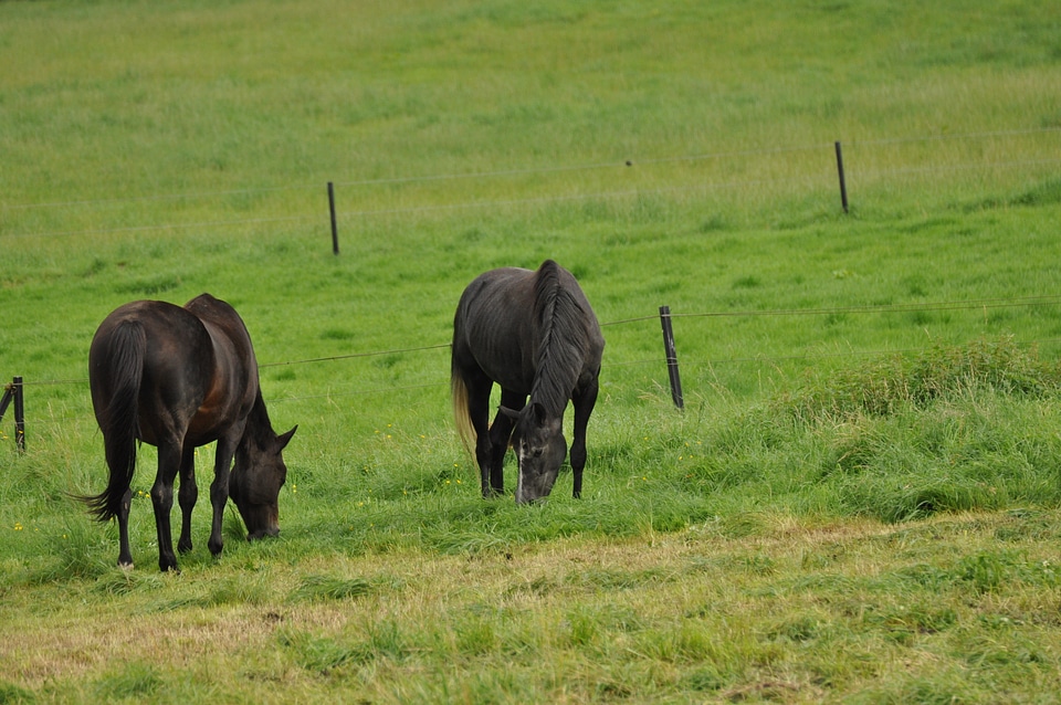 Black horses on a meadow