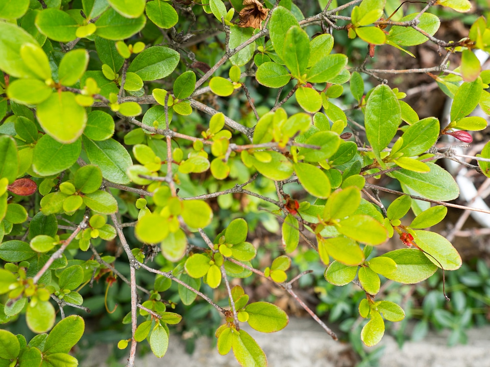 Leaves on Bush with Branches
