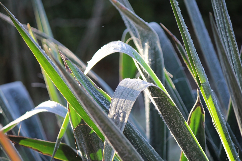 Hoarfrost on reed photo