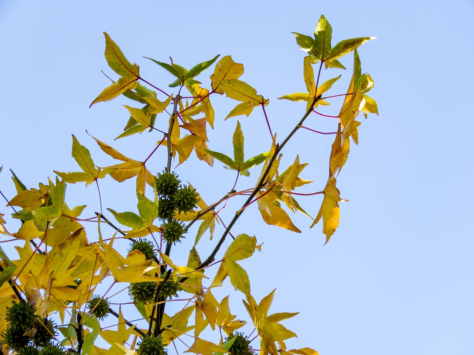 Fall Leaves on Tree