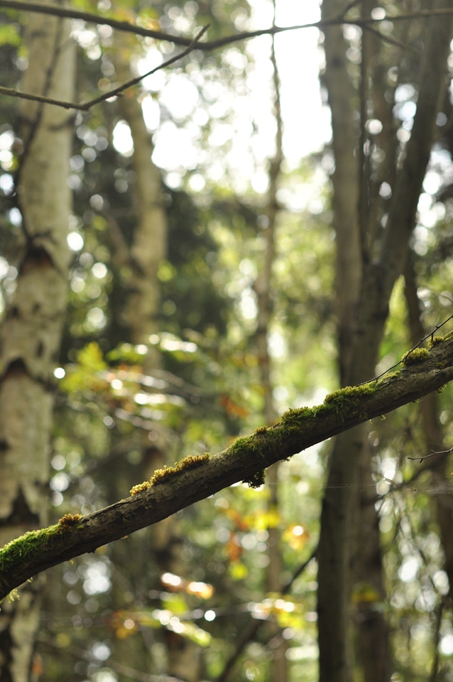 Lights and harmony in the forest