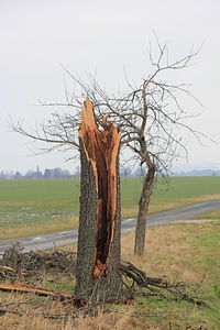 Split tree after lightning photo