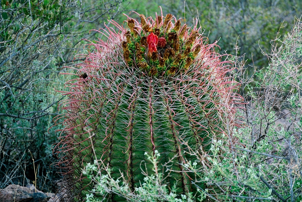 Landscape nature plant