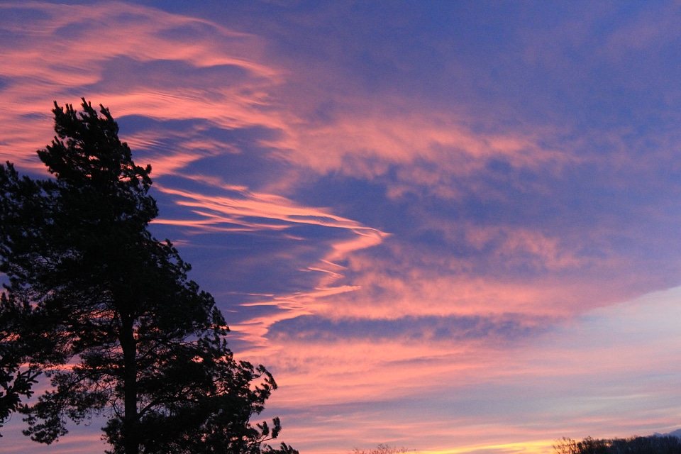 Black tree in front of purple sky