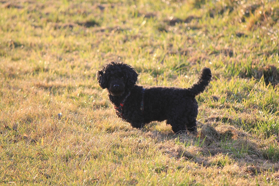 Black poodle-mix in the sun