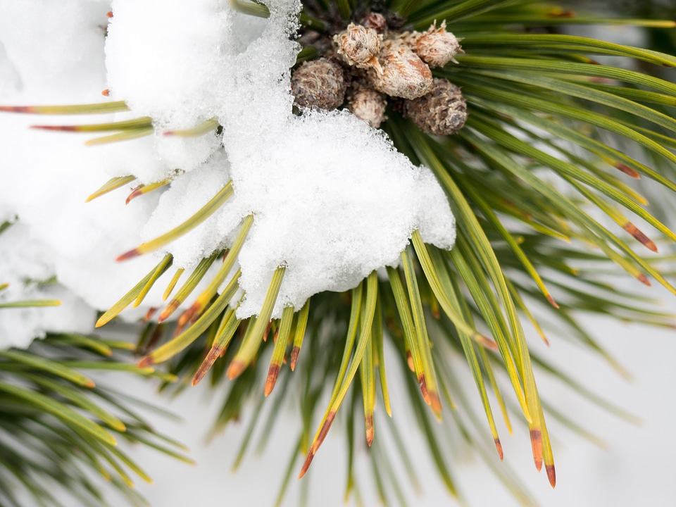 Pine Leaves Covered in Snow photo