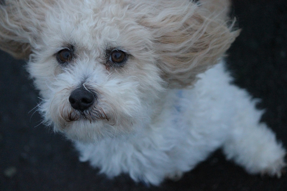 White poodle in the wind