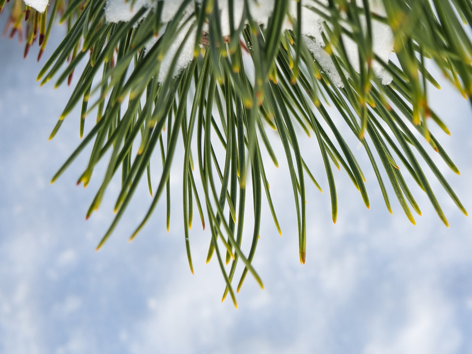 Pine Leaves with Snow photo