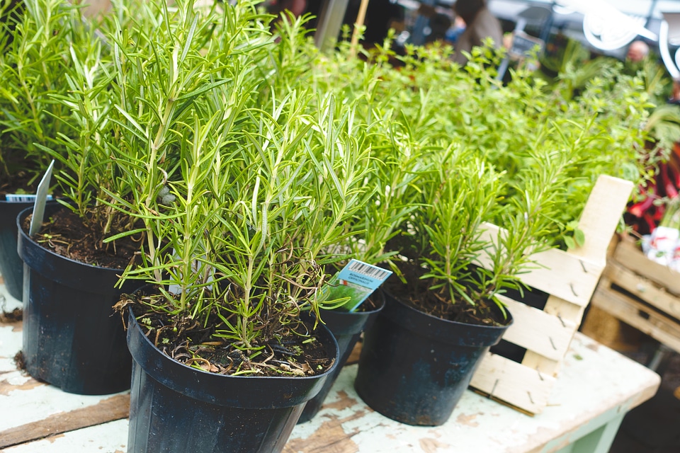 Fresh rosemary at a market