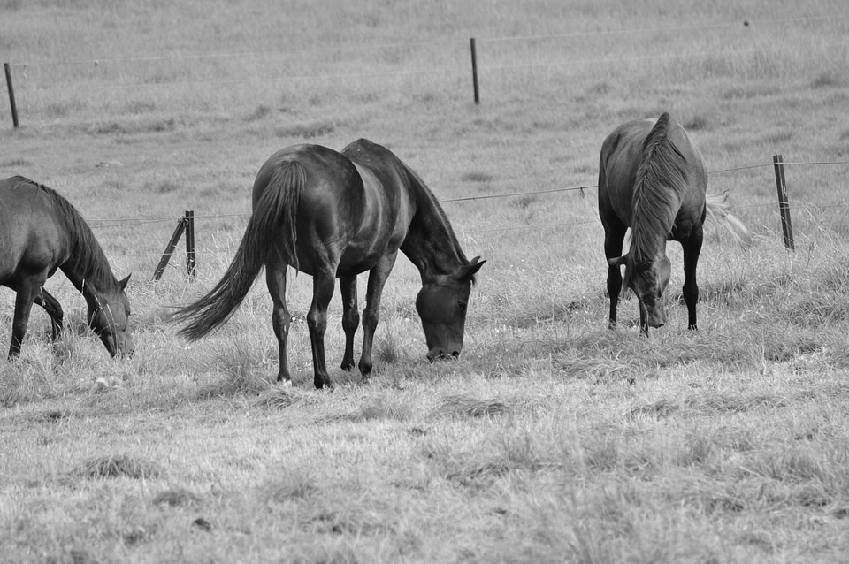 Black horses grazing