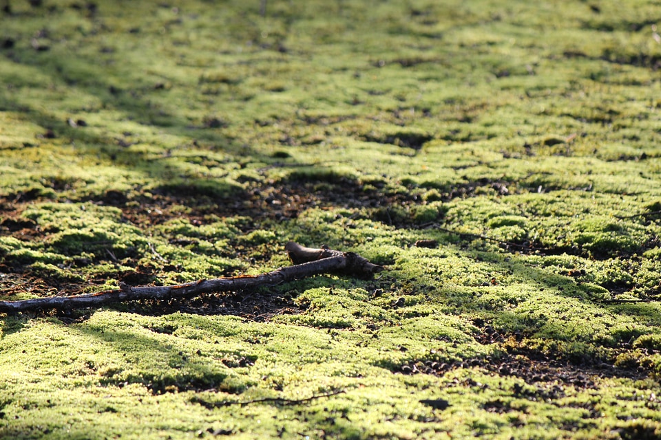 Moss-covered forest floor in sunlight