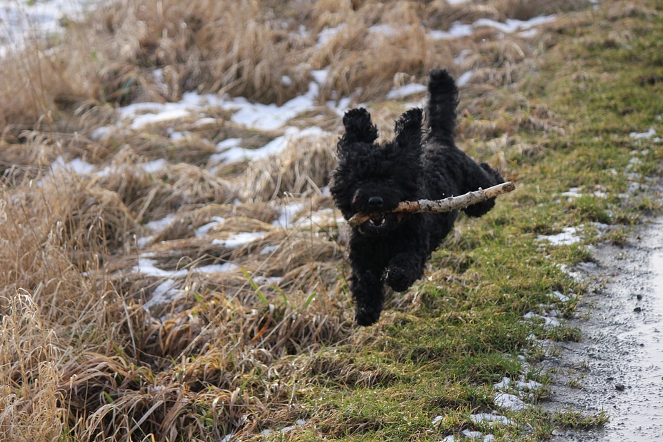Flying dog – weightless poodle mix
