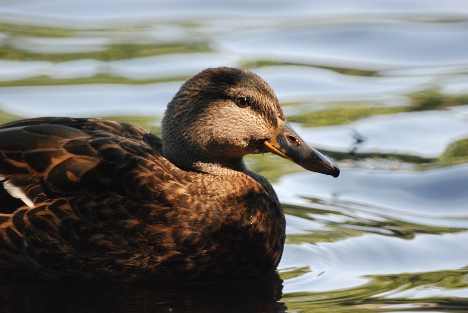Swimming duck in dappled shade