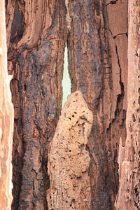 Wooden structure of a hollow tree