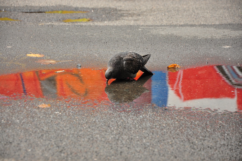 Pigeon drinks from a puddle mirroring a graffiti