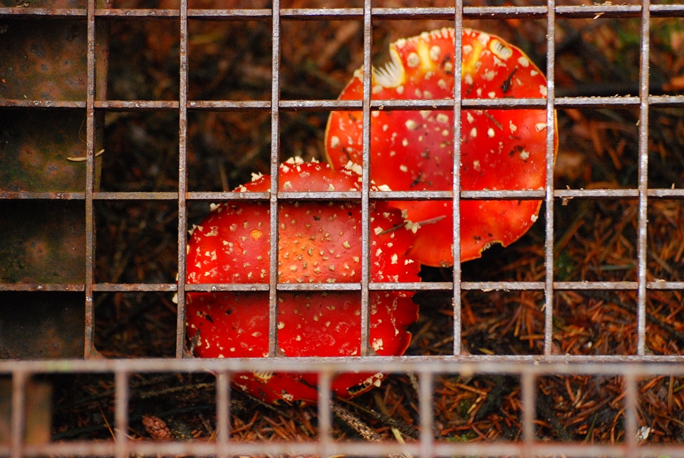 Fly agarics under a stair photo