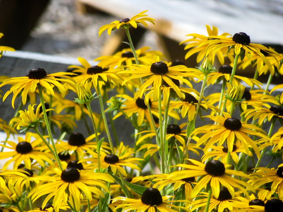 Yellow Flowers in Garden