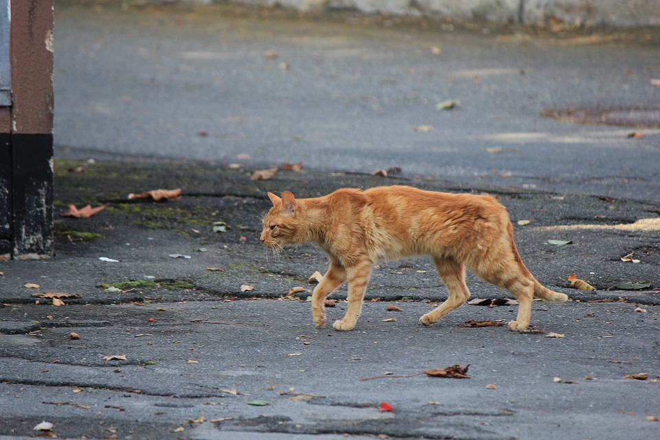 Straying cat photo