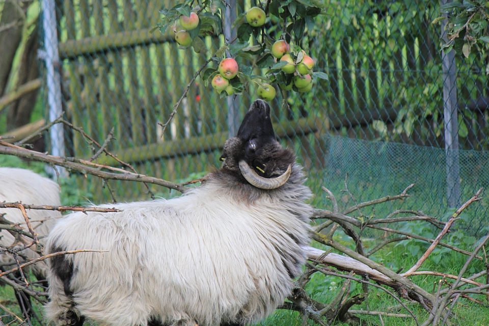 Ram steals apple from tree